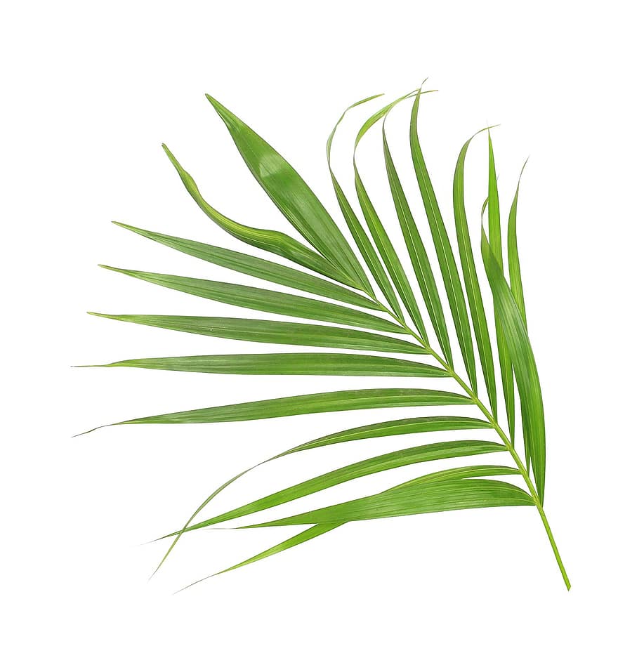 Palma, liść, odchodzi, Zielony, tropikalny, roślina, lato, egzotyczny, Natura, botanika, liść paproci lub palmy
