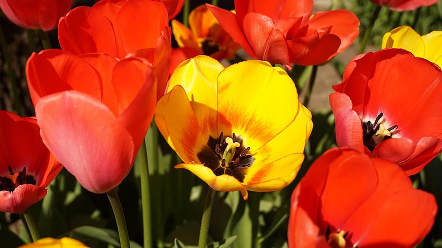 tulipany, kwiaty, Tulipan Kwiat, płatki, płatki tulipanów, kwiat, kwitnąć, flora, Natura