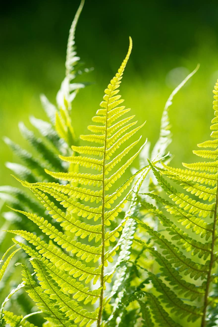 Fern, Leaves, Plant, Green Plant, Garden, Nature, green color, leaf, close-up, growth, macro