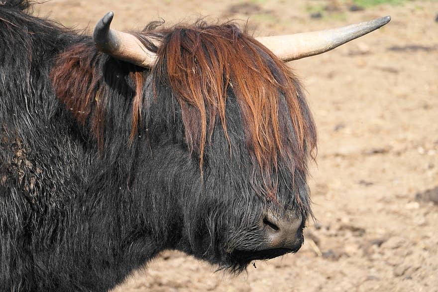 schottische Hochlandrinder, Hochlandvieh, Kuh, Schottland, Bauernhoftier, das Vieh, Vieh, Säugetier, ländlich, Tierwelt, Natur
