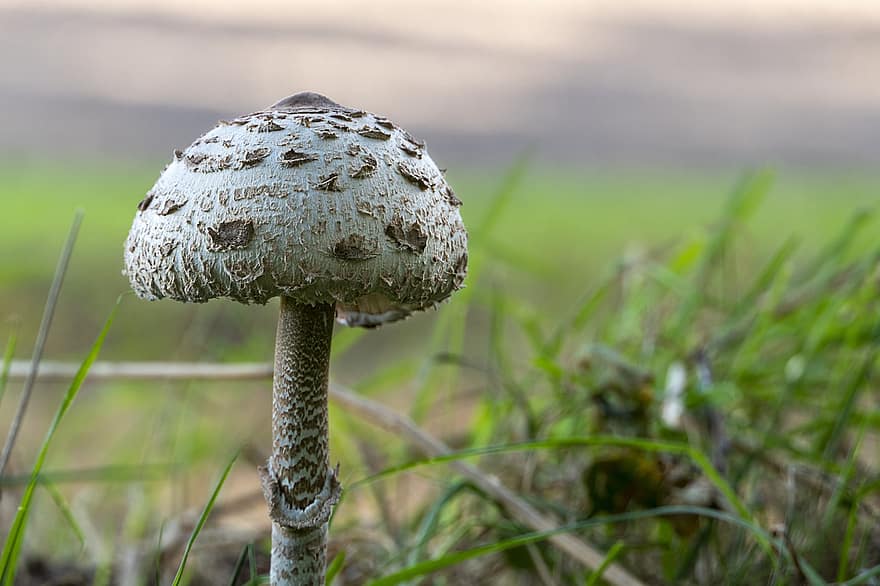 гриб, каштановый белый гриб, спор, губка, грибок, лес, природа, мухомор, съедобный гриб, Виды грибов, микология