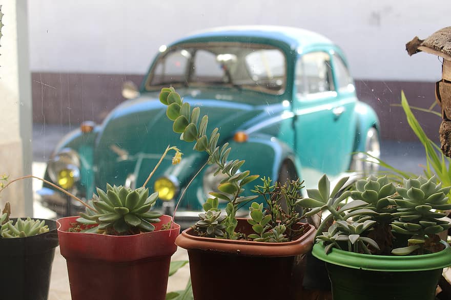 Succulents, Plants, Pot Plants, Old Cars, Volkswagen, Vehicle, Old, Vintage, Classic, Oldtimer, Fusca