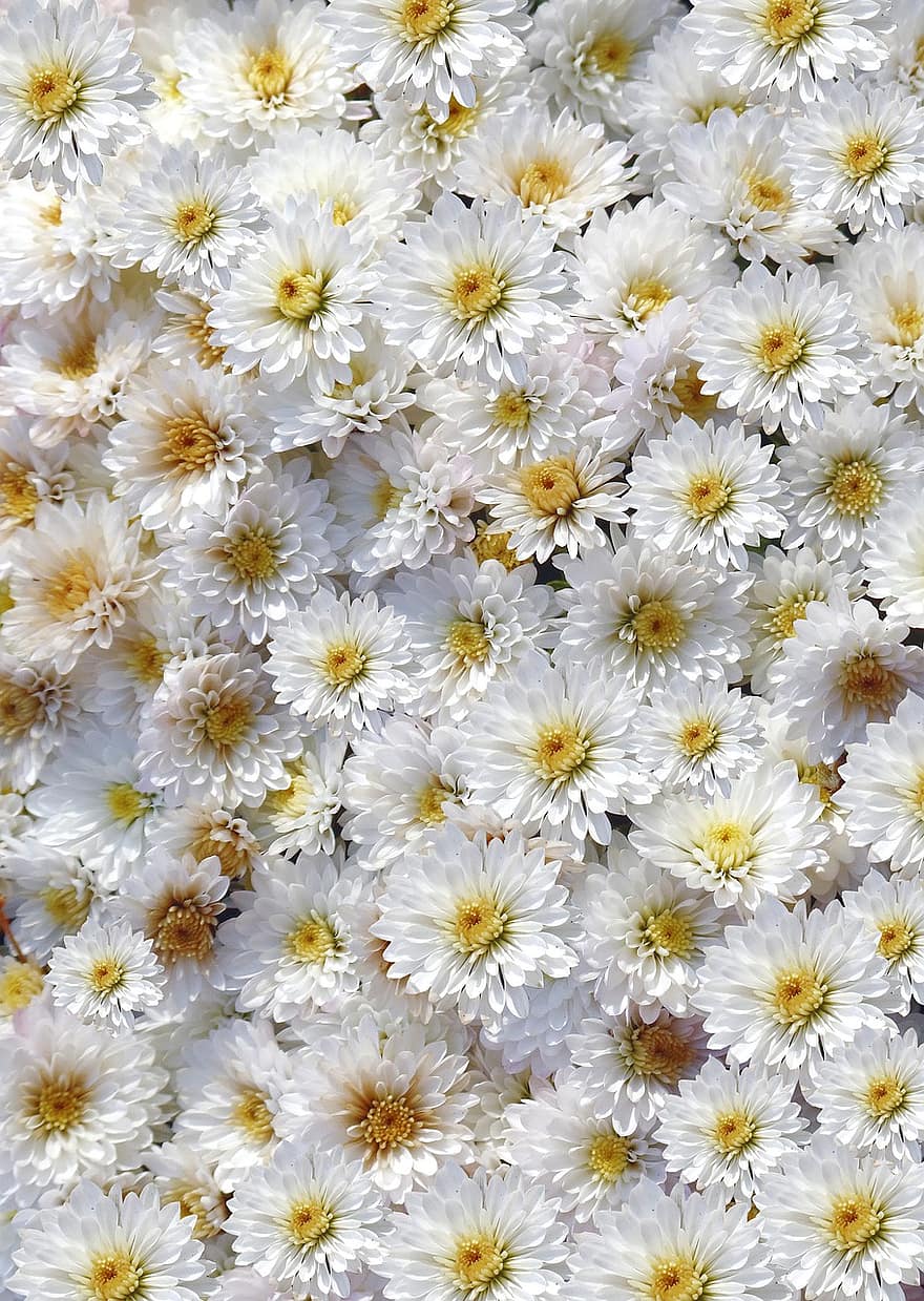 Chrysanthemum, Flower, White, Solemn, Garden, Beautiful, Nice