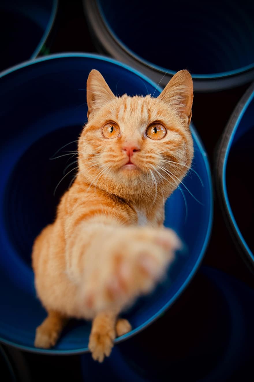 ネコ、ぶち、オレンジ色の猫、オレンジ色のぶち、ぶち猫、キティ、猫の目、好奇心が強い、好奇心の強い猫、ペット、猫科