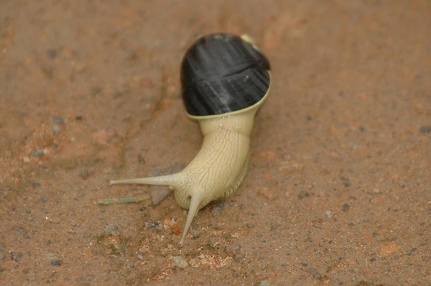 Slug, Mollusk, Gastropod, Species