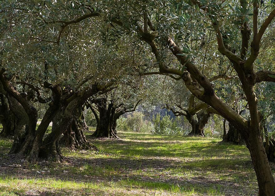 koks, olivier, jomā, augļu dārzs, raksturs, ainavu, filiāle, augu, zaļā krāsa, lapas, vasarā