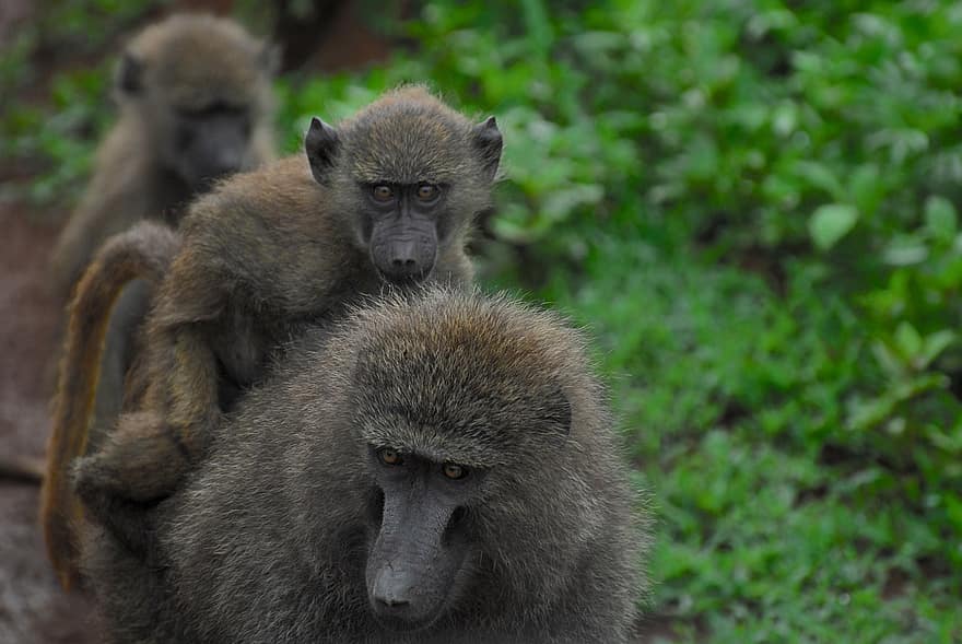 khỉ, khỉ đầu chó, động vật có vú, động vật linh trưởng, động vật hoang dã, hoang dã