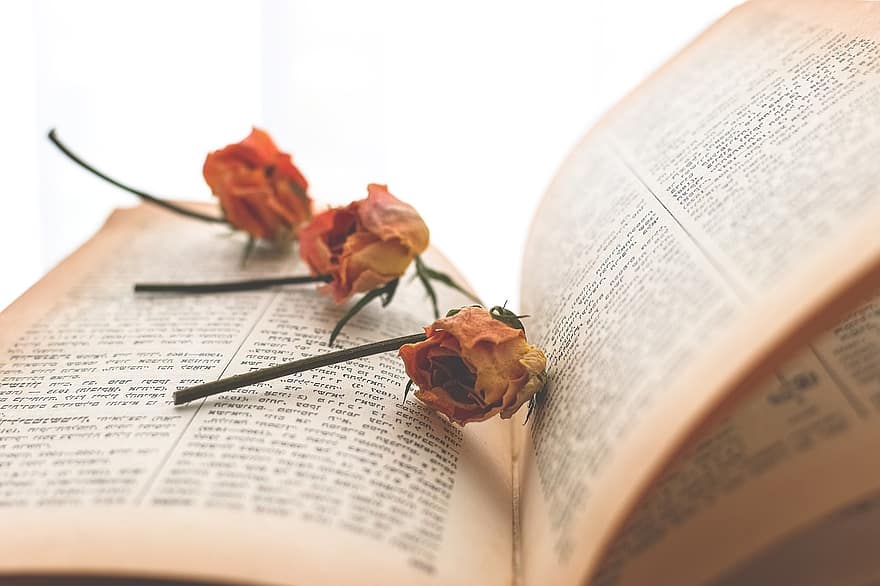 offenes Buch, getrocknete Rosen, Bücherwurm, lesen, Roman, getrocknete Blumen, Rosen, hebräischer Text, Ermüdende Blumen, verwelkte Rosen, Buch und Blumen