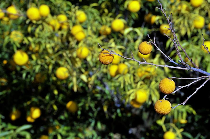 augļi, citronu, rudenī, koks, mandarīnu, citrusaugļi, dzeltens, lapas, svaigumu, bioloģiski, nogatavojies