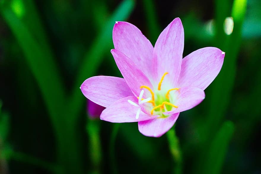 рожева дощова лілія, квітка, Рослина, дощова лілія, пелюстки, цвітіння, природи
