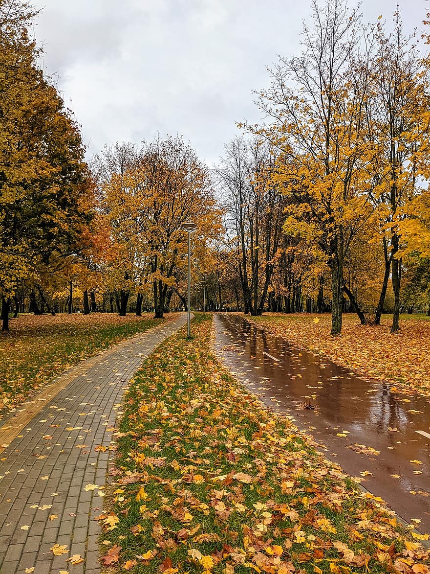 jesień, po deszczu, park, odchodzi, spadek, opadłe liście, listowie, drzewa, liść, żółty, pora roku
