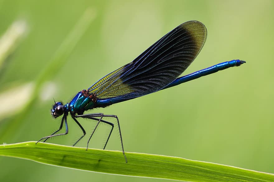 hmyz, entomologie, vážka, pruhovaná demoiselle, detail, makro, zelená barva, modrý, letní, vícebarevné, zvířecí křídlo