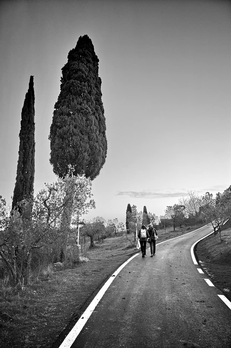 път, околност, на открито, монохромен, Тоскана, пейзаж, ходене, маслинови дървета, дървета, Кианти, Таварнузе
