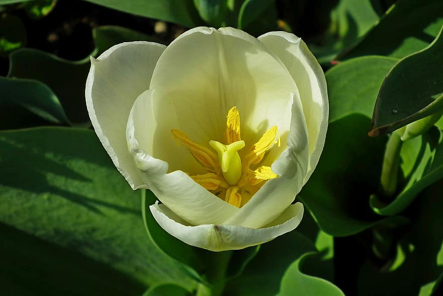 tulipa, flor, branco, pétalas, florescimento, florescendo, fechar-se, Primavera, natureza