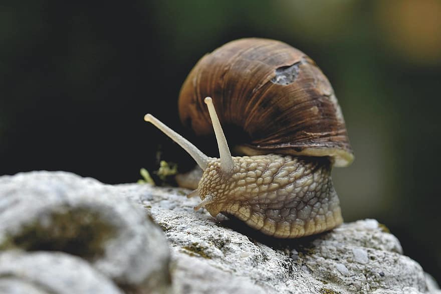 Snail, Sleeve, Mollusc, Shell, Animal, Wildlife, Probe, Mucus, Casing, To Crawl, Slow