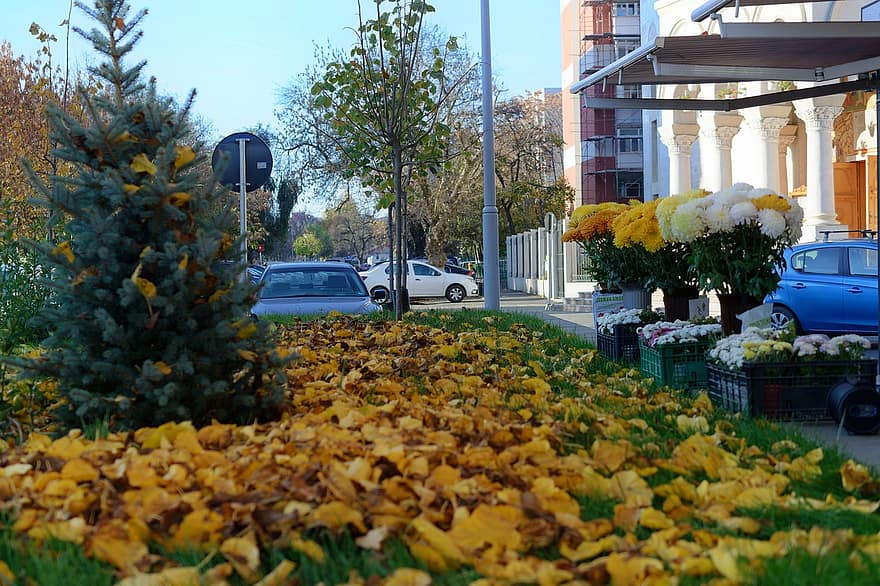 rudenī, lapas, pilsēta, sezonā, auto, dzeltens, pilsētas dzīve, augu, koks, daudzkrāsains, satiksmi