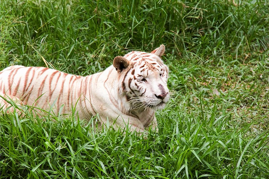 bengal tiger, tiger, dyr, Panthera, stor katt, kjøtteter, pattedyr, dyrehage, gress, dyreliv, stripete