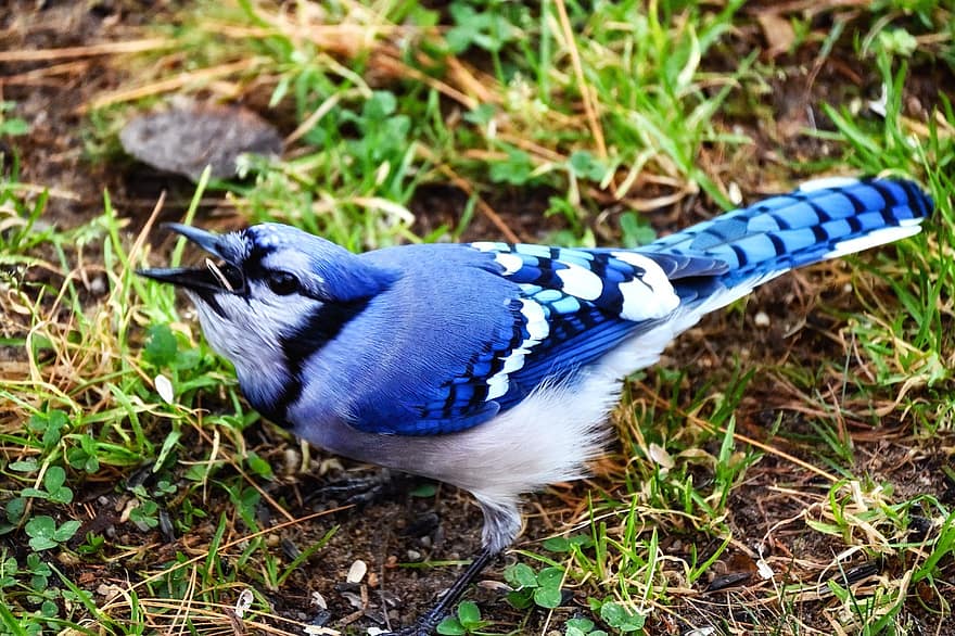 blue jay, uccello, arroccato