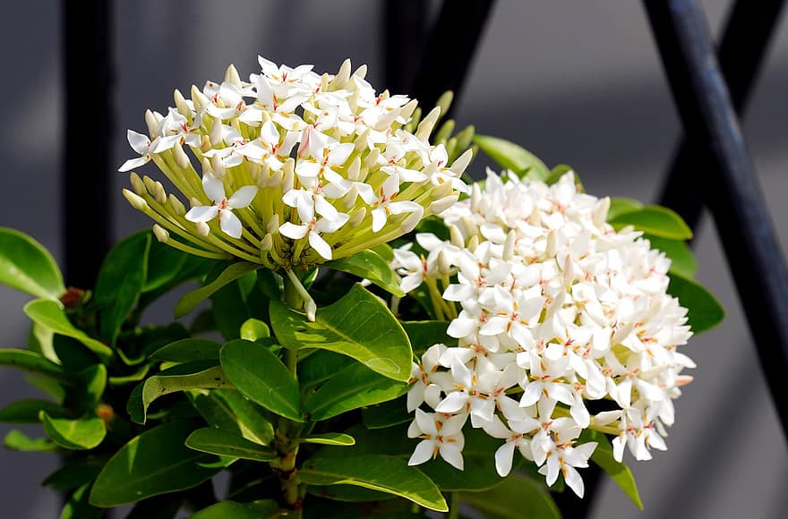 Saraca Asoca, virágok, fehér virágok, szirmok, fehér szirmok, virágzás, virágzik, növényvilág, növények
