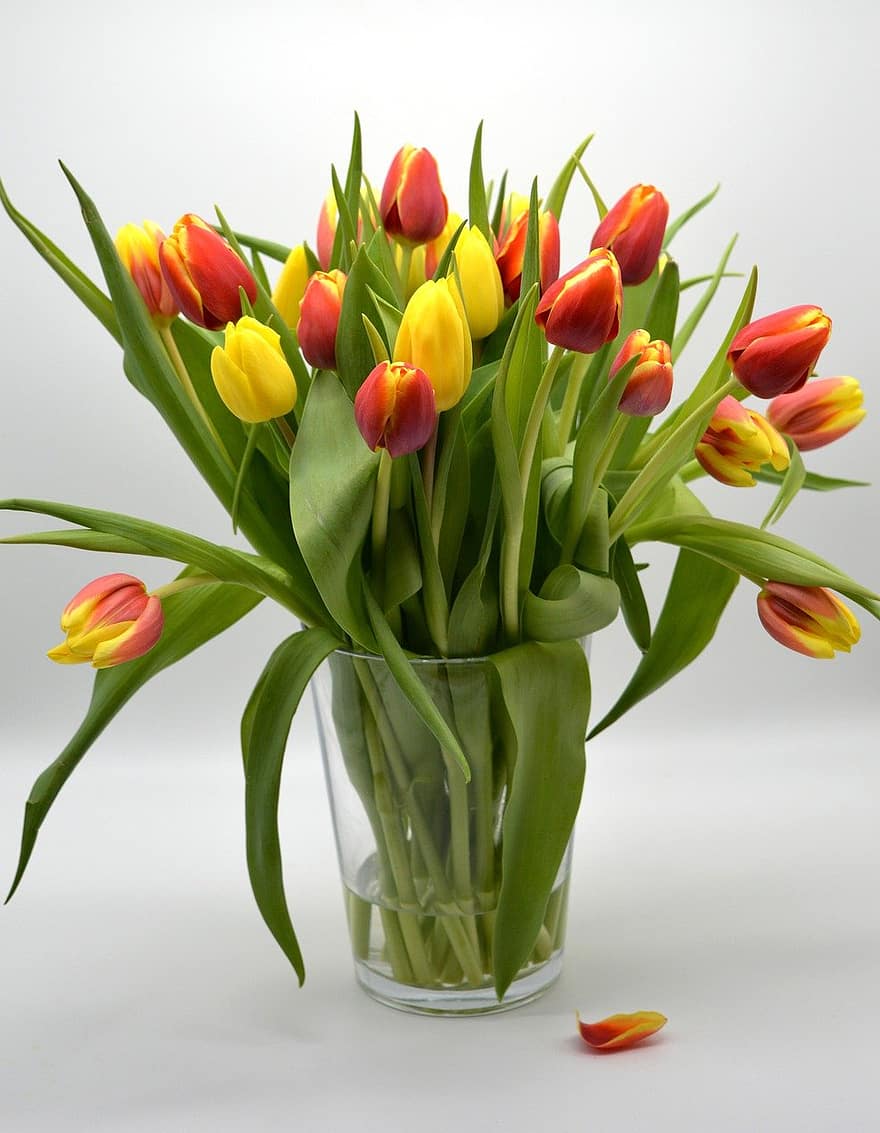 tulipaner, struds, vase, blomst, plante, flok blomster, Spring Bloomers, blomster vase, dekorative, stilleben, tulipan buket