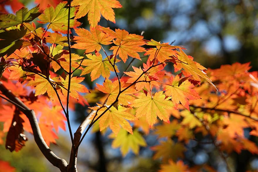 клен, листя, осінь, дерево, кленові листи, осінні листки, осіннє листя, гілки, осінні кольори, природи