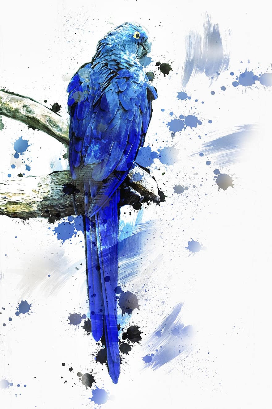 Parrot, Bird, Blue, Animal, Tropical, Wildlife, Nature, Wild, Colorful, Feather, Exotic