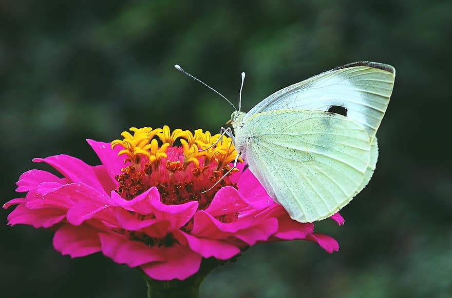 sommerfugl, blomst, pollinere, pollinering, insekt, bevinget insekt, sommerfuglvinger, blomstre, flora, fauna, natur