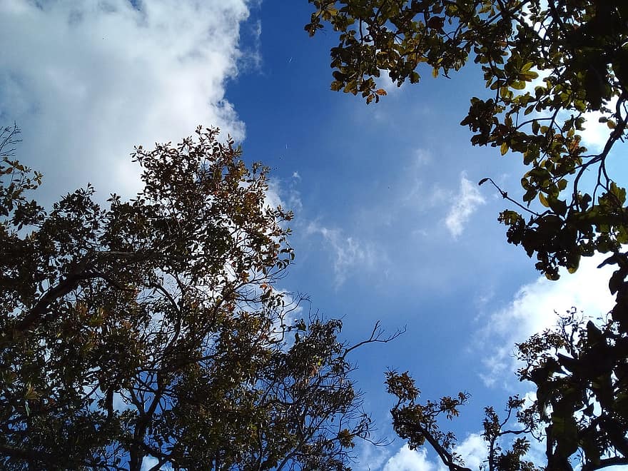 drzewa, listowie, niebo, chmury, niebieskie niebo, gałęzie, odchodzi, baldachim, Las, las, Natura