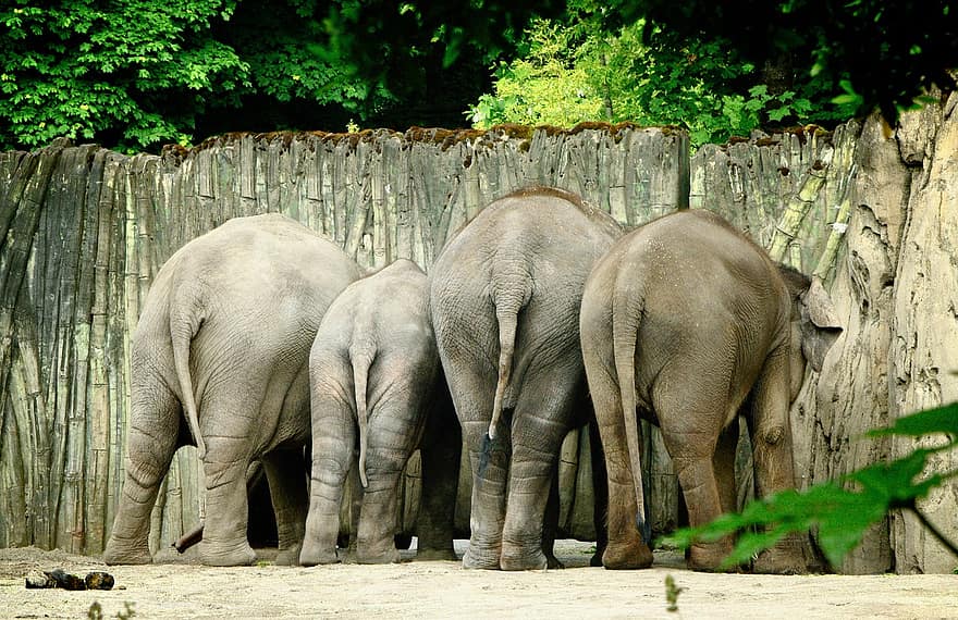 gajah, kawanan, binatang yg berkulit tebal, bagasi, keluarga, mamalia, safari, Afrika, hewan, kenya, margasatwa