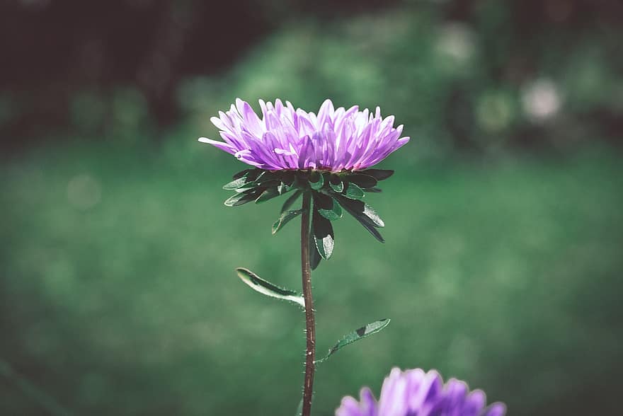 Chinese Aster, Flower, Plant, Annual Aster, Bloom, Blossom, Ornamental Plant, Flora, Nature, Garden