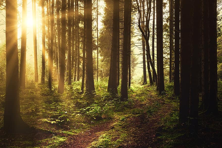 miškas, šviesa, toli, glade, saulė, pobūdį, ruduo, kraštovaizdį, medis, rūkas, miško kelias