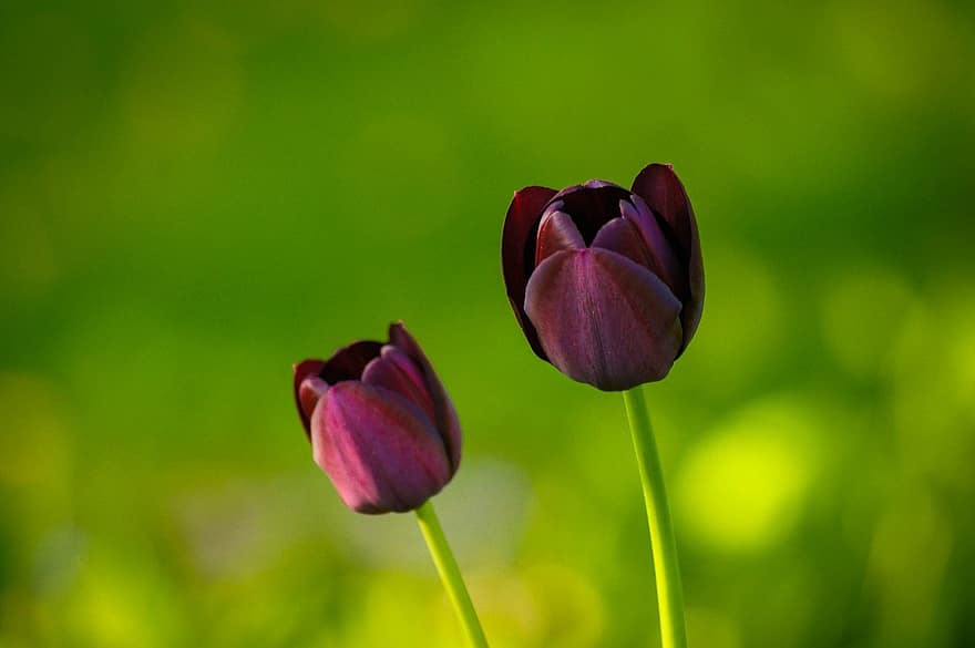 tulipány, květiny, zahrada, Příroda, květ, rostlina, zelená barva, letní, jaro, tulipán, květu hlavy