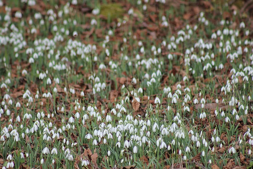 Snowdrops, Flowers, White Flowers, Petals, White Petals, Bloom, Blossom, Flora, Plants, Spring Flowers