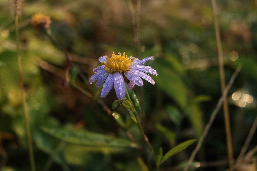 Purple Flower, Aster, Meadow, Wildflower, Background, Nature