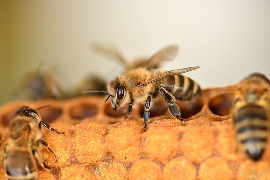 蜂、昆虫、ミツバチ、はちみつ、養蜂家、養蜂