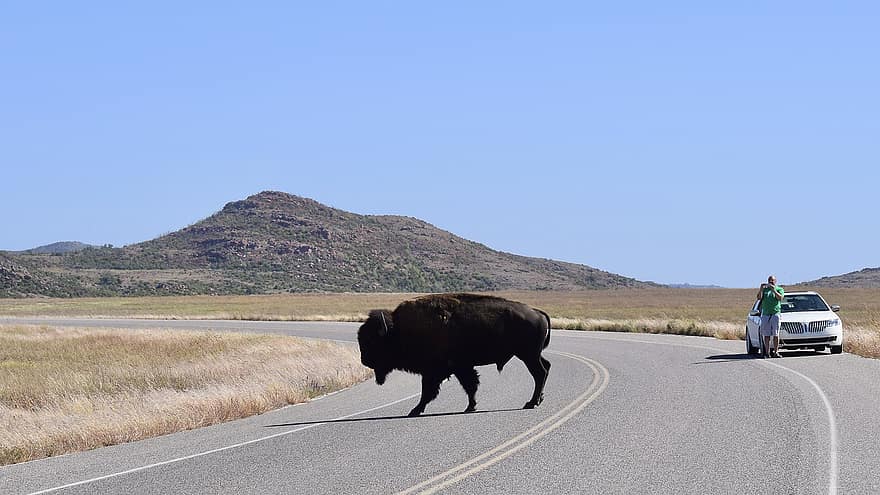 búfalo, bloque de carretera, Cruzando la carretera, parque Nacional, animal, viaje, escena rural, montaña, animales en la naturaleza, África, paisaje