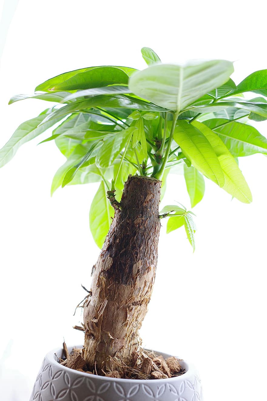 pianta in vaso, albero di soldi, pianta, Pachira Acquatica, Pachira, naturale, pianta del fogliame, stile di vita, nessuno, verde, foglia