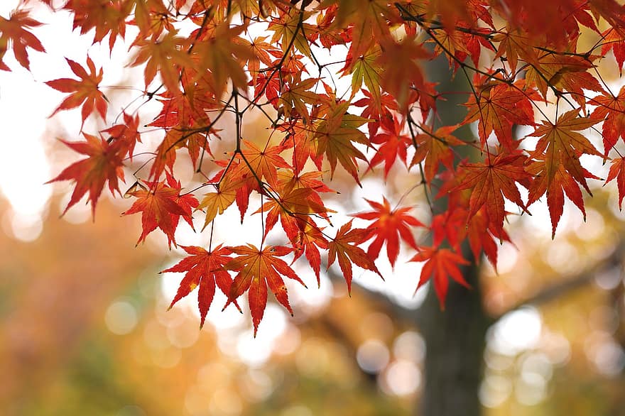 pohon maple, Daun-daun, dedaunan, pohon, musim gugur, daun, kuning, musim, hutan, warna cerah, multi-warna