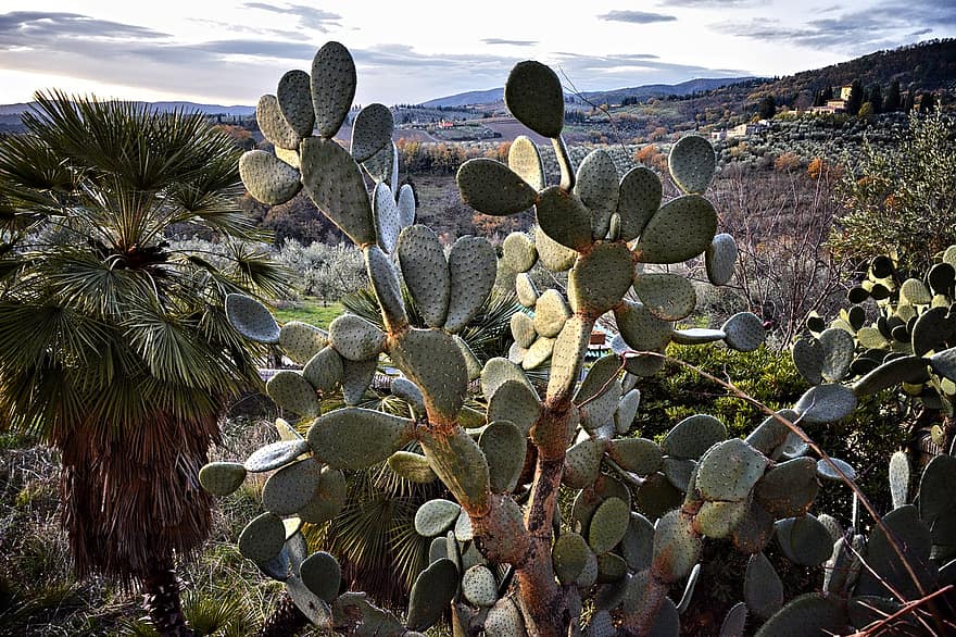 cactus, woestijn, groei, plantkunde, fabriek, boom, blad, landschap, berg-, Bos, droog
