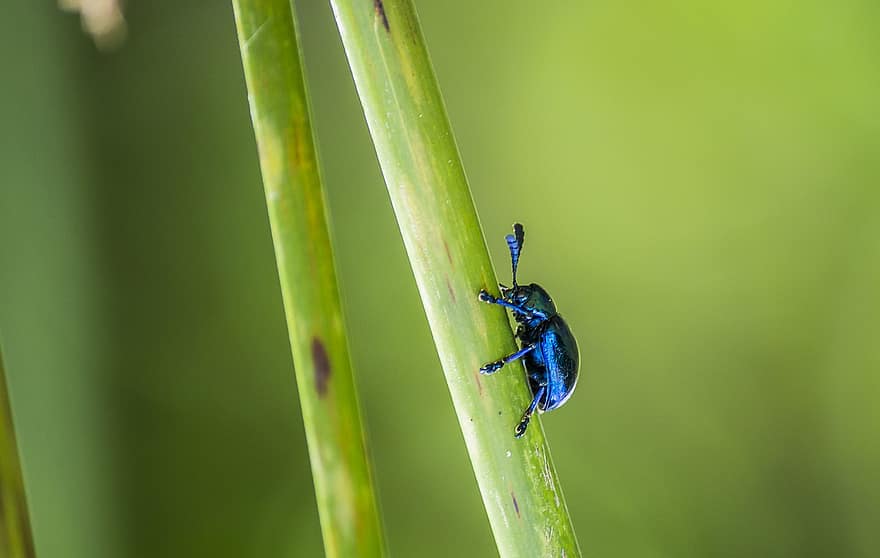 Blue Milkweed Beetle, Insect, Animal, Bug, Wildlife, Stem, Plant, Nature, close-up, macro, green color