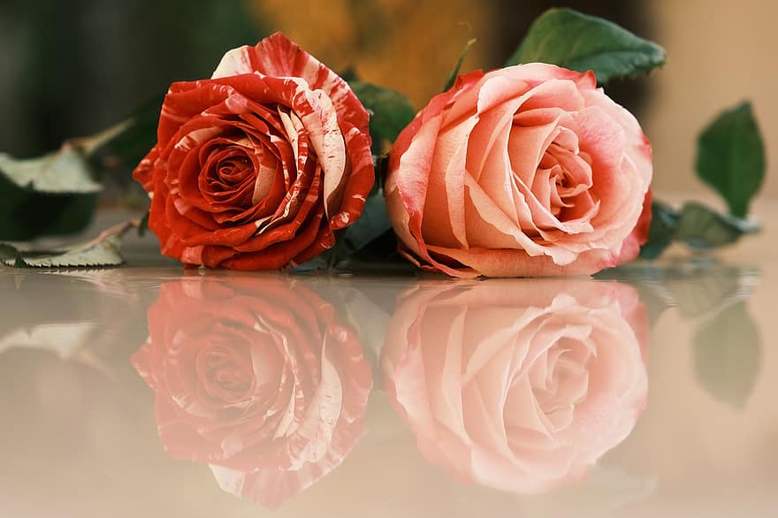 rosas, las flores, flor rosa, pétalos, floración, flor, flora, pétalos de rosa, naturaleza, de cerca, par