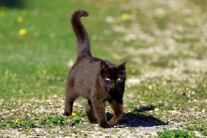 indenlandske kat, kat, killing, kæledyr, Mieze, sort, kælen, nuttet, kattens øjne, pels