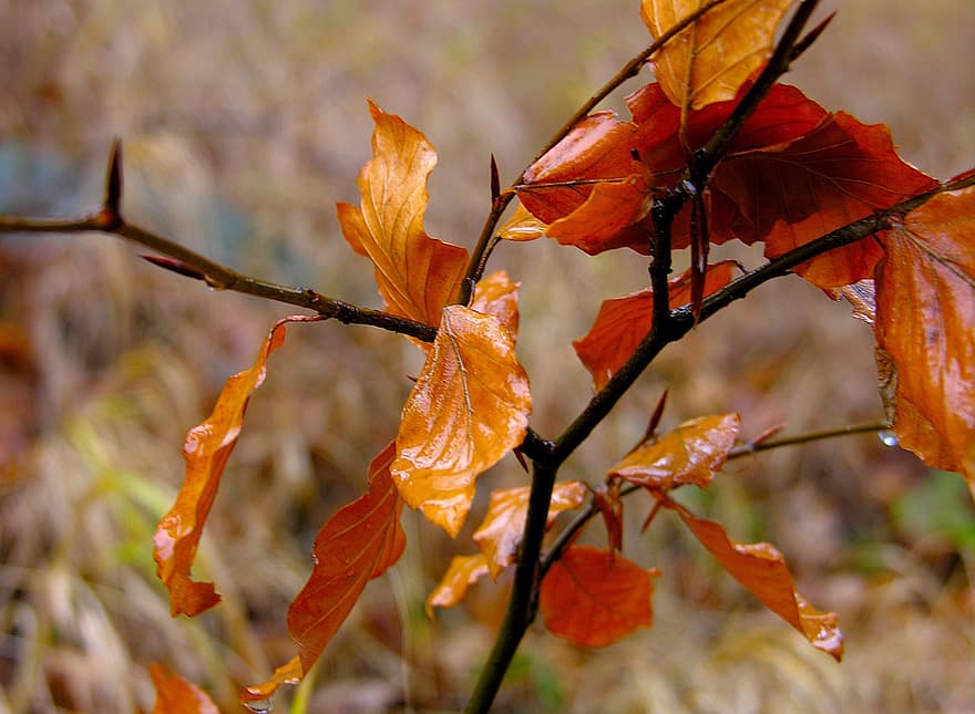 listy, buk, podzim, sezóna, venku, makro, list, žlutá, strom, zářivé barvy, les