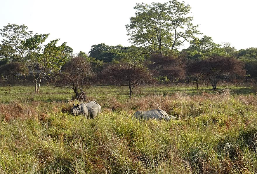Rhinoceros, One-horned, Animal, Wild, Wildlife, Endangered, Rhino, Unicornis, Manas, National Park, Sanctuary