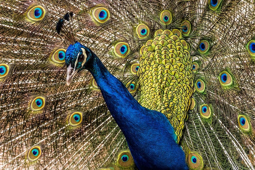 pavone, uccello, piume, colorato, piuma, multicolore, blu, becco, animale maschio, coda, modello