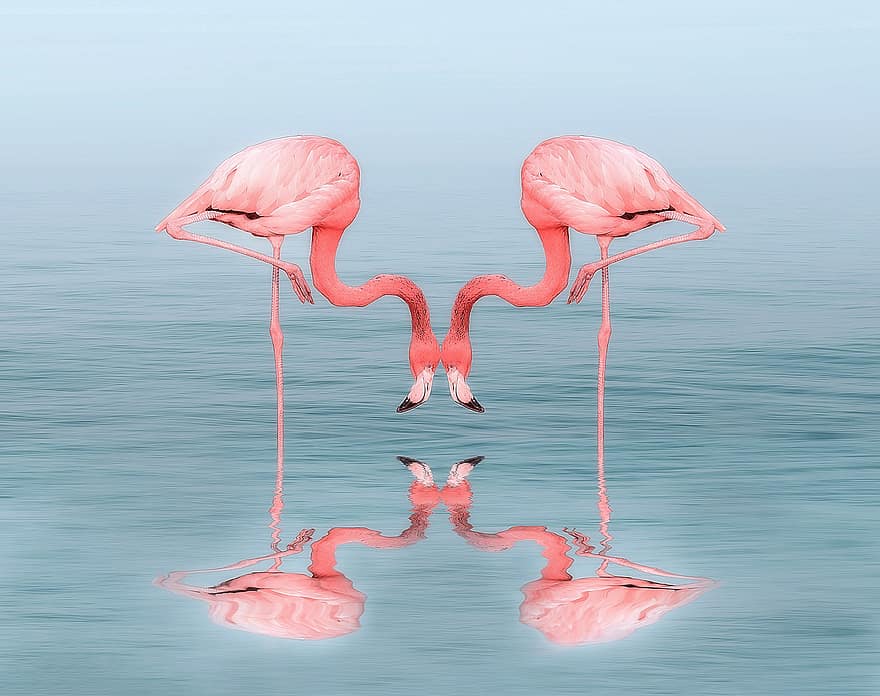 flamingo, burung, berwarna merah muda, hewan, alam, kebun binatang, merah, imut, hewan biru