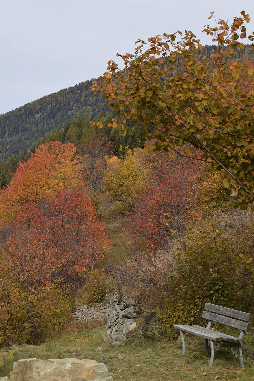 자연, 가을, 옥외, 시즌, 트렌 티노, 나무