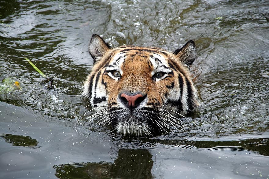 虎、水、泳ぐ、捕食者、動物
