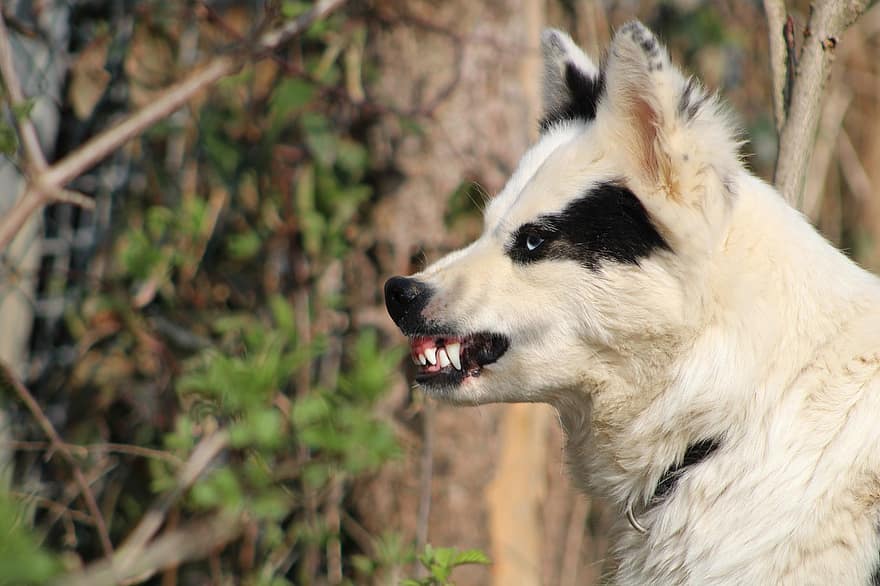 犬、動物、攻撃的、犬歯、危険な、怒っている、家畜、哺乳類、歯を食いしばる、歯、悪の