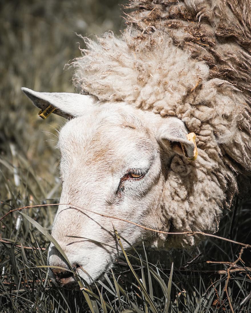 mouton, pâturer, agneau, herbe, pâturage, la laine, la nature, agriculture, Prairie, animal, paysage